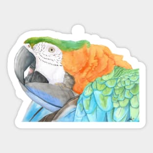 Harlequin hybird macaw watercolor - bird painting Sticker